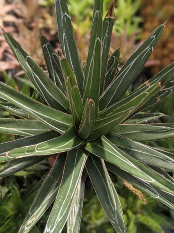 Lg. Popular Classic Round Queen Victoria Agave Plant (agave victoriae regina) - Image 12