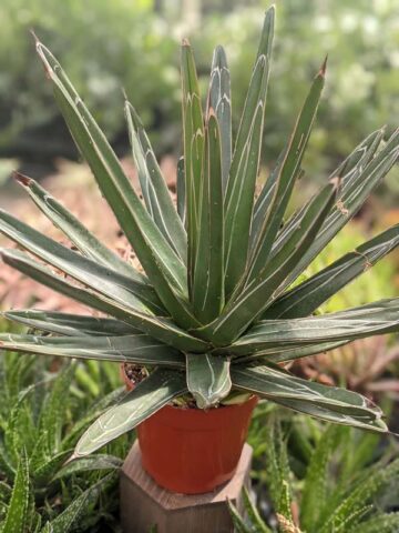 Popular Classic Round Queen Victoria Agave Plant (agave victoriae regina) - Image 13