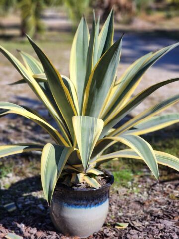 Alternative view of Lg. Variegated Arizona Star Soft Leaf Agave Plant (agave weberi)