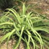 Lg. Medusa Agave Zuce Calamar Agave Plant (agave bracteosa)