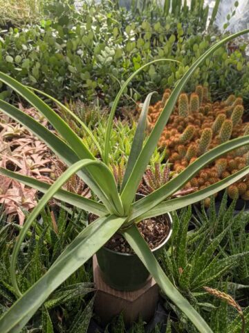 Lg. Medusa Agave Zuce Calamar Agave Plant (agave bracteosa) - Image 7