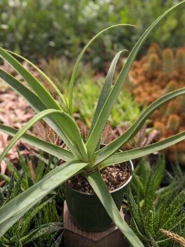 Lg. Medusa Agave Zuce Calamar Agave Plant (agave bracteosa) - Image 3