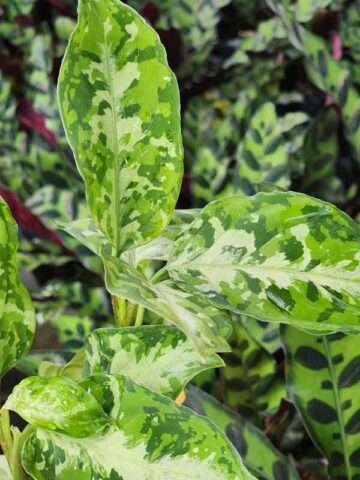 Lg. The Camouflage Plant (tricolor aglaonema pictum)