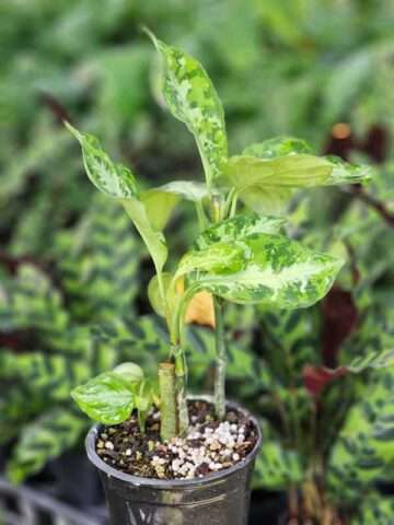 Lg. The Camouflage Plant (tricolor aglaonema pictum) - Image 2