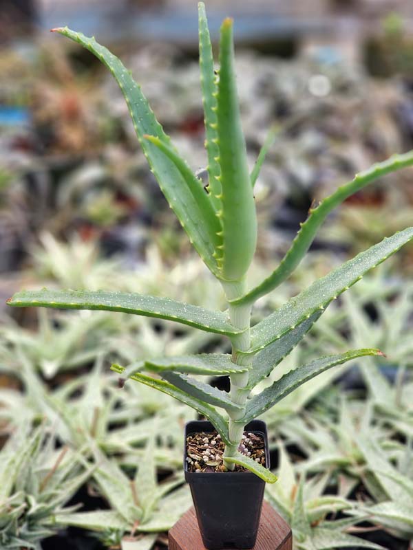 Elegant Candelabra Aloe Plant (aloe arborescens) - Image 6