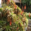 Elegant Candelabra Aloe Plant (aloe arborescens)