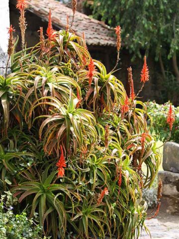 Elegant Candelabra Aloe Plant (aloe arborescens)