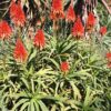 Lg. Elegant Candelabra Aloe Plant (aloe arborescens)