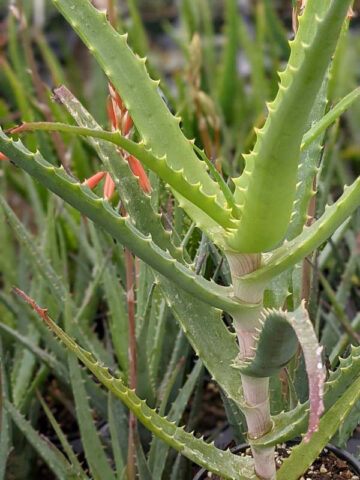 Lg. Elegant Candelabra Aloe Plant (aloe arborescens) - Image 7