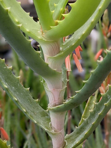 Lg. Elegant Candelabra Aloe Plant (aloe arborescens) - Image 6
