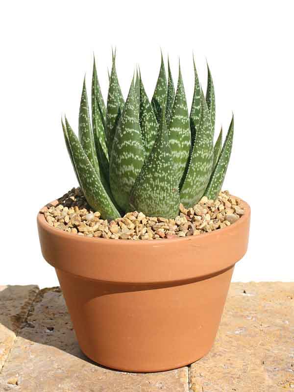 Aristocrat Lace Aloe Plant (aloe aristata) - Image 2