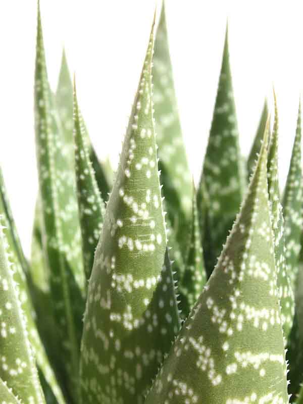 Aristocrat Lace Aloe Plant (aloe aristata) - Image 4