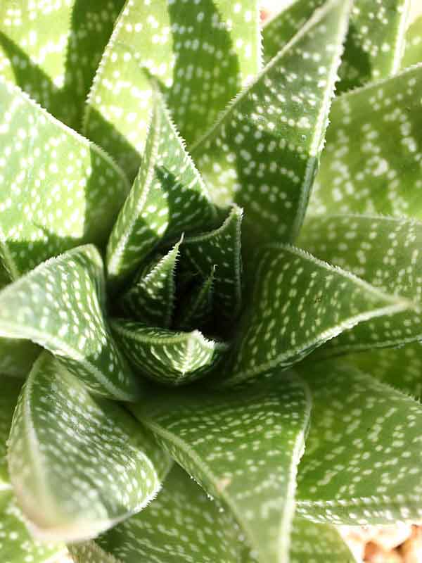 Aristocrat Lace Aloe Plant (aloe aristata) - Image 3