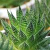 Aristocrat Lace Aloe Plant (aloe aristata)
