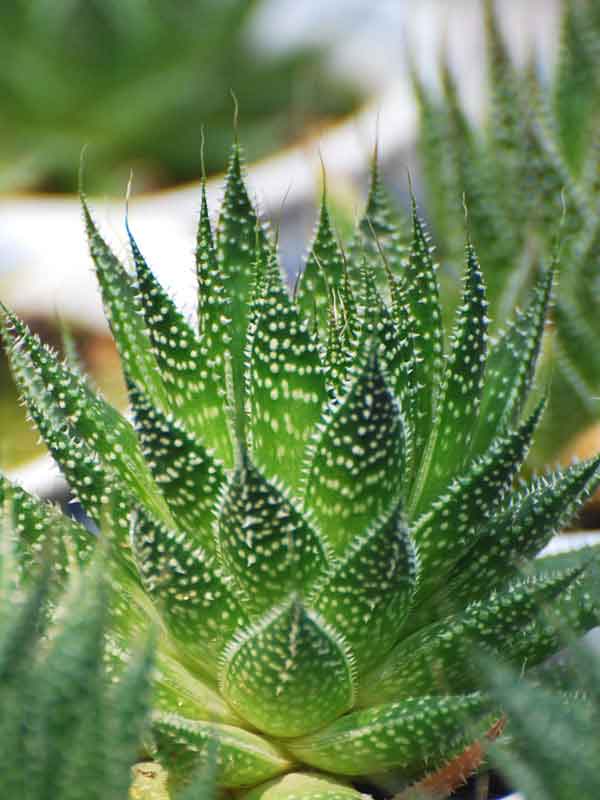 Aristocrat Lace Aloe Plant (aloe aristata)