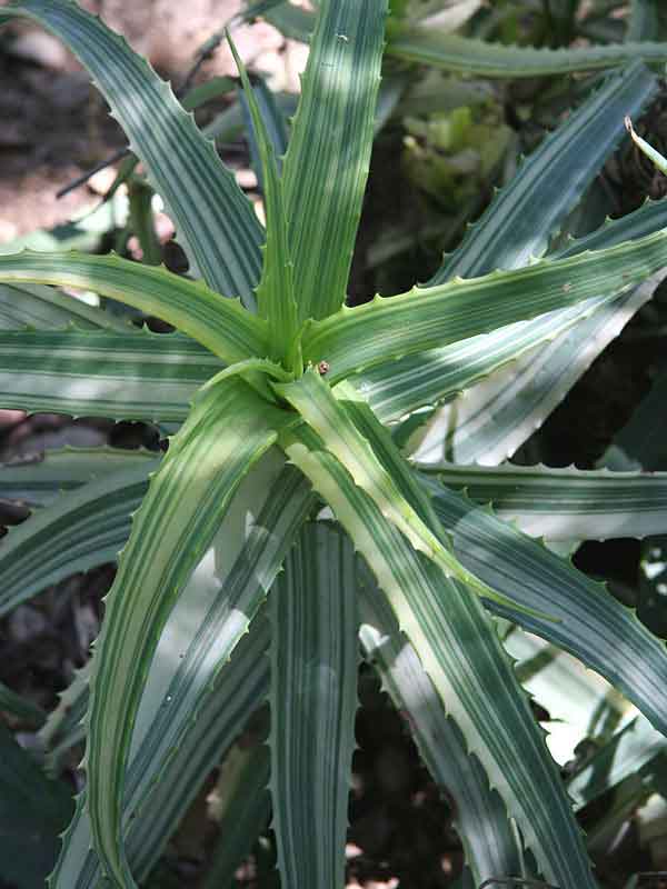 Lg. Rare Variegated Candelabra Aloe Plant (aloe arborescens var.)