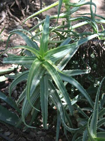 Lg. Rare Variegated Candelabra Aloe Plant (aloe arborescens var.) - Image 2