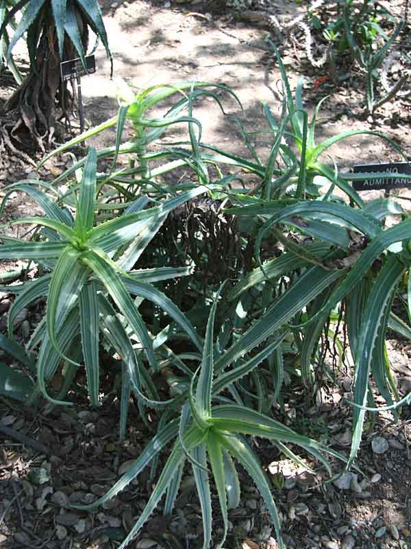 Lg. Rare Variegated Candelabra Aloe Plant (aloe arborescens var.) - Image 3