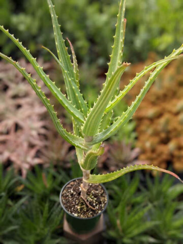 Lg. Rare Variegated Candelabra Aloe Plant (aloe arborescens var.) - Image 6