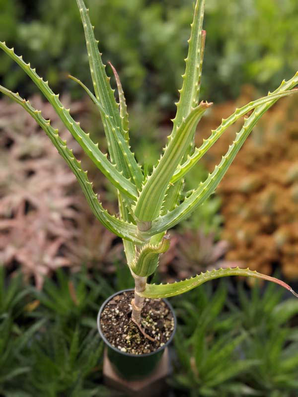 Lg. Rare Variegated Candelabra Aloe Plant (aloe arborescens var.) - Image 6