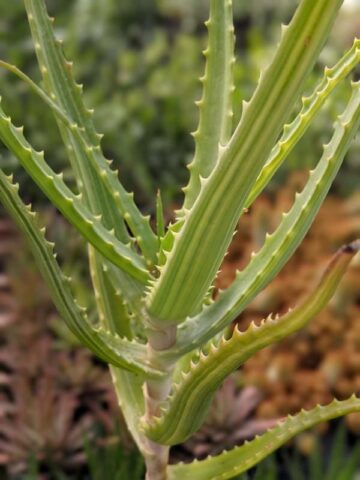 Lg. Rare Variegated Candelabra Aloe Plant (aloe arborescens var.) - Image 5