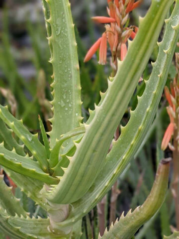 Lg. Rare Variegated Candelabra Aloe Plant (aloe arborescens var.) - Image 4