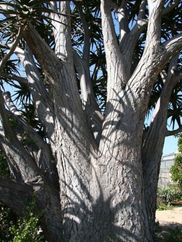 Lg. Unique Giant Tree Aloe Plant (aloe bainesii, barberae) - Image 2