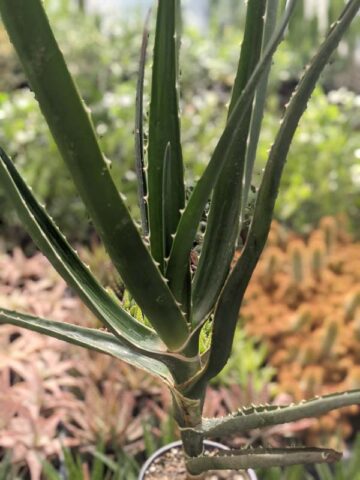 Lg. Unique Giant Tree Aloe Plant (aloe bainesii, barberae) - Image 10