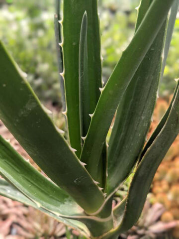 Lg. Unique Giant Tree Aloe Plant (aloe bainesii, barberae) - Image 9