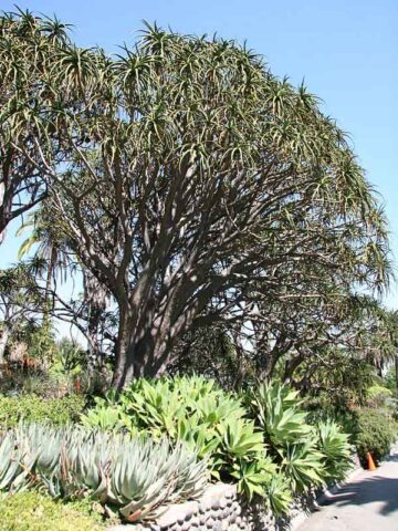Lg. Unique Giant Tree Aloe Plant (aloe bainesii, barberae) - Image 6