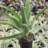 Hercules Tree Aloe (barberae x dichotoma)