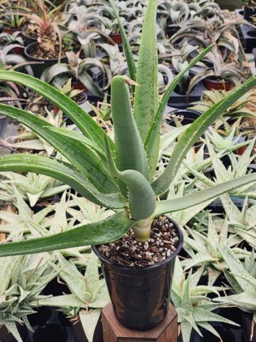 Hercules Tree Aloe (barberae x dichotoma)