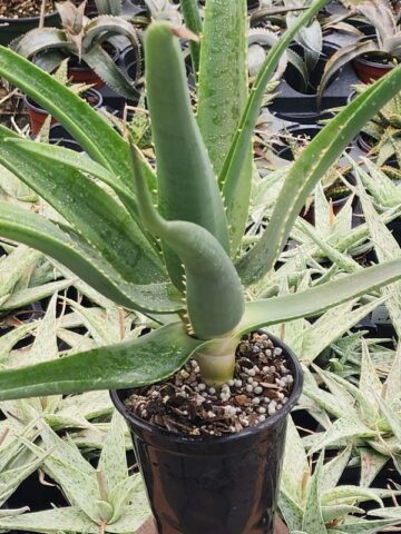 Hercules Tree Aloe (barberae x dichotoma) - Image 2