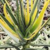 Variegated Hercules Tree Aloe (barberae x dichotoma)