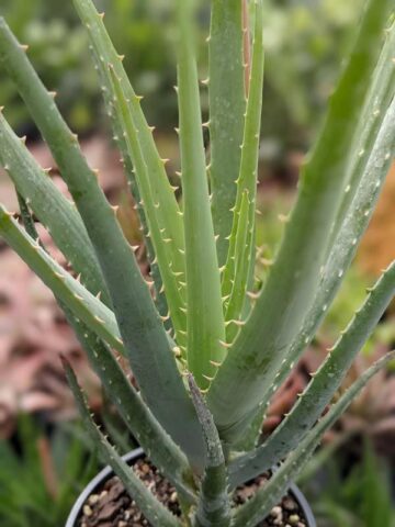 Bright Blue Elf Aloe Plant (aloe sp) - Image 6