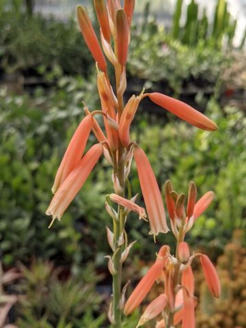 Bright Blue Elf Aloe Plant (aloe sp) - Image 7