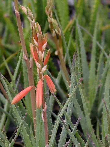 Bright Blue Elf Aloe Plant (aloe sp) - Image 4