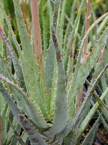 Bright Blue Elf Aloe Plant (aloe sp) - Image 5
