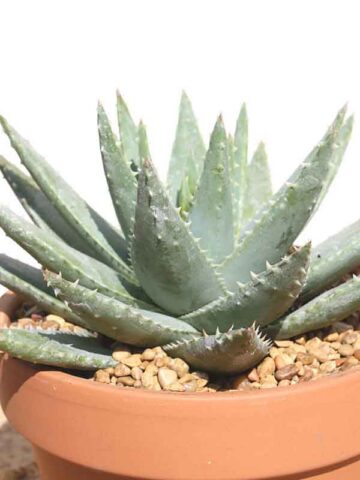 Lg. Symmetrical Crocodile Aloe Plant (aloe brevifolia) - Image 4
