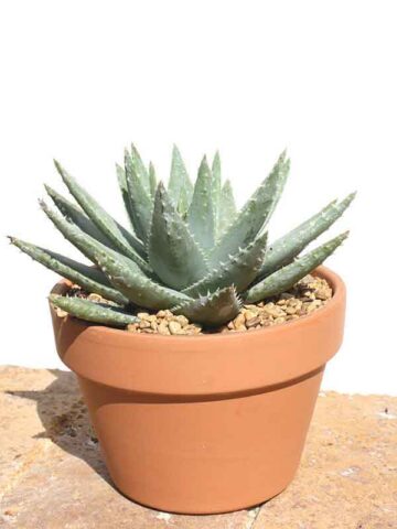 Lg. Symmetrical Crocodile Aloe Plant (aloe brevifolia) - Image 3