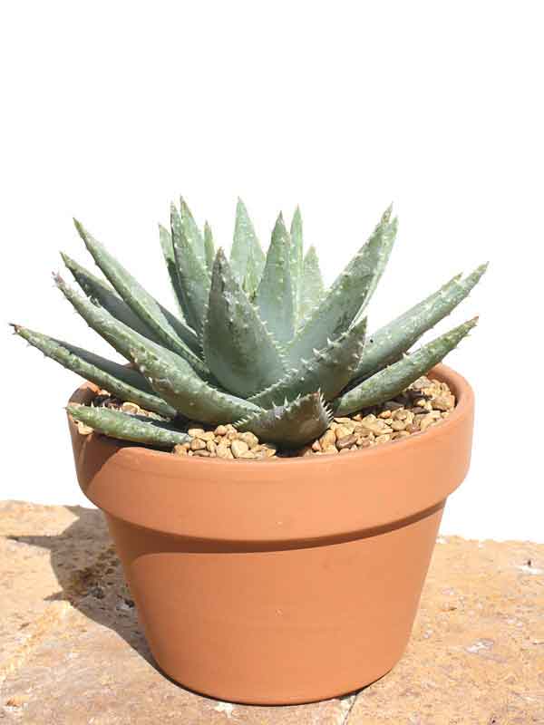 Lg. Symmetrical Crocodile Aloe Plant (aloe brevifolia) - Image 3