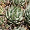 Lg. Symmetrical Crocodile Aloe Plant (aloe brevifolia)