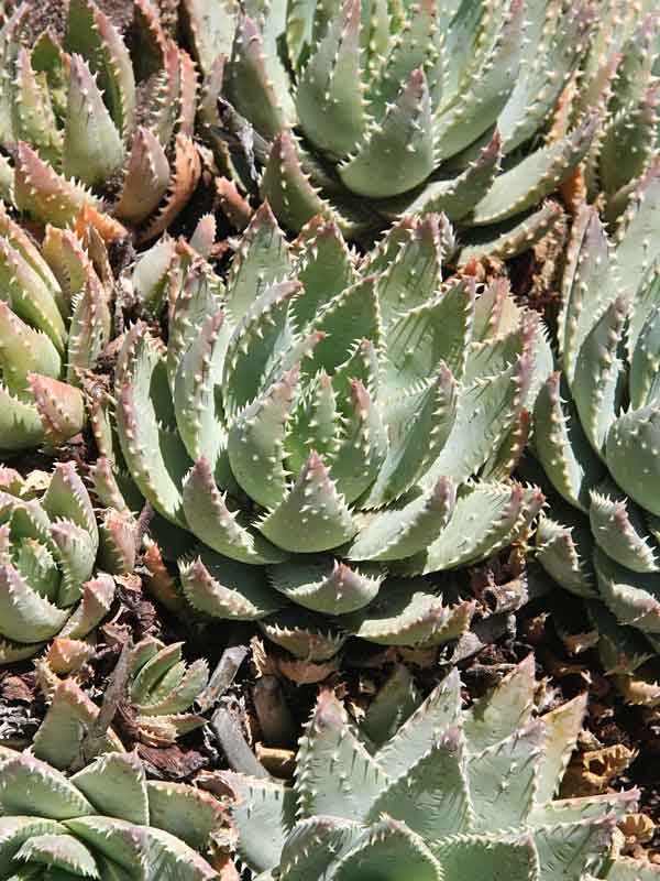 Lg. Symmetrical Crocodile Aloe Plant (aloe brevifolia)