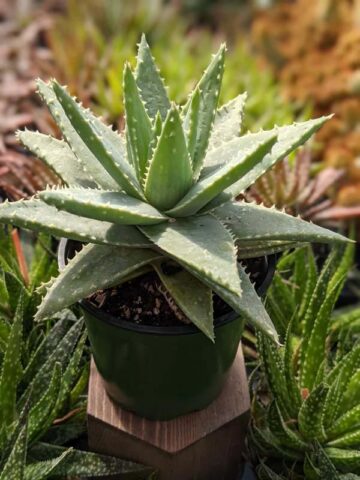 Lg. Symmetrical Crocodile Aloe Plant (aloe brevifolia) - Image 2