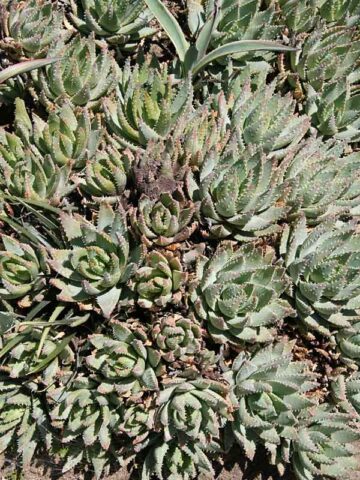 Alternative view of Lg. Symmetrical Crocodile Aloe Plant (aloe brevifolia)
