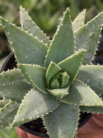 Lg. Symmetrical Crocodile Aloe Plant (aloe brevifolia) - Image 4
