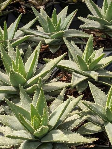 Lg. Symmetrical Crocodile Aloe Plant (aloe brevifolia) - Image 7