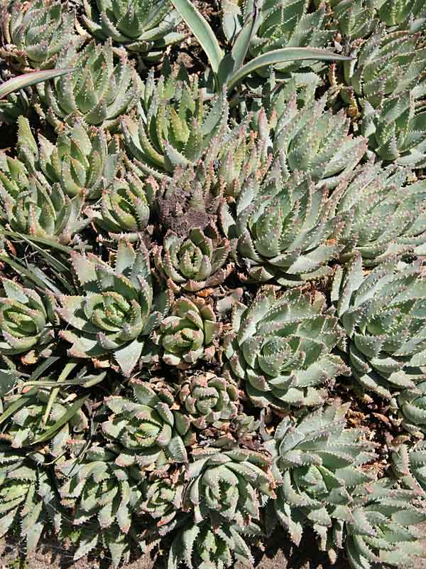 Lg. Symmetrical Crocodile Aloe Plant (aloe brevifolia) - Image 2