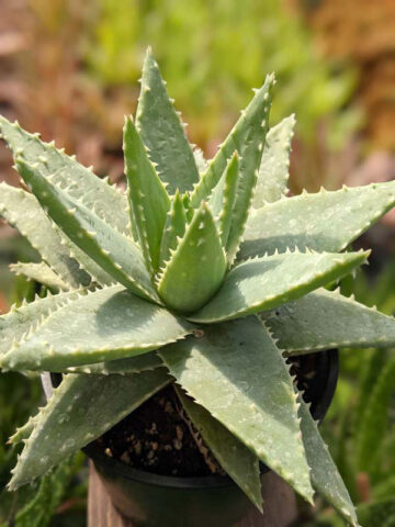 Lg. Symmetrical Crocodile Aloe Plant (aloe brevifolia) - Image 6
