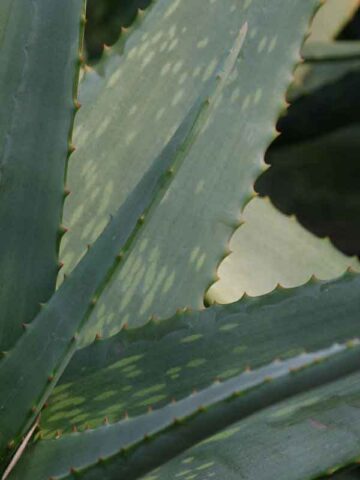 Gorgeous Nubian Aloe Plant (aloe camperi) - Image 3